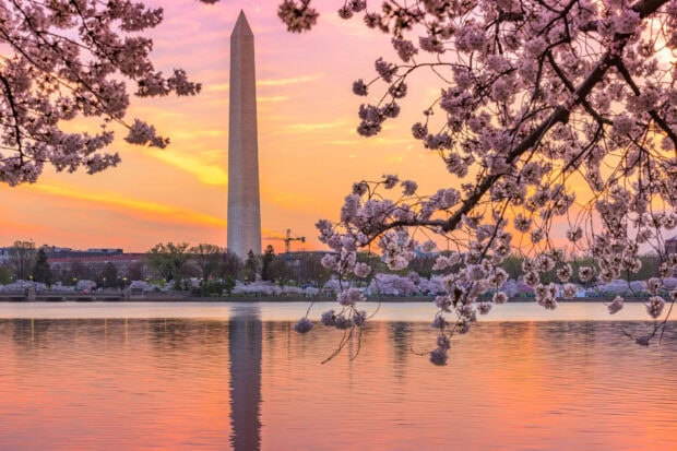 Washington Monument with cherry blossoms at sunset reflected in water