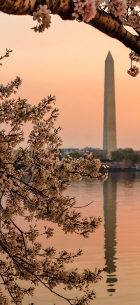 Washington Monument seen through cherry blossom branches at sunset with calm water reflection