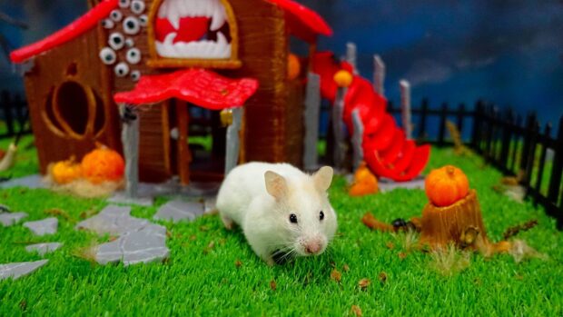 A white hamster is exploring a miniature garden with a toy house and small pumpkins, HD Desktop Wallpaper