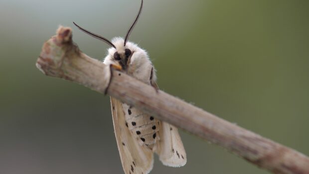 A white moth with black spots is resting on a branch in a blurred background, 4K Desktop Wallpaper