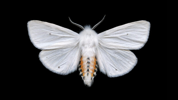 A moth with white wings and orange markings rests on dark background, HD Desktop Wallpaper