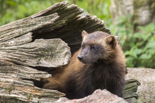 A wolverine animal resting near a fallen tree in its natural forest habitat, HD Desktop Wallpaper