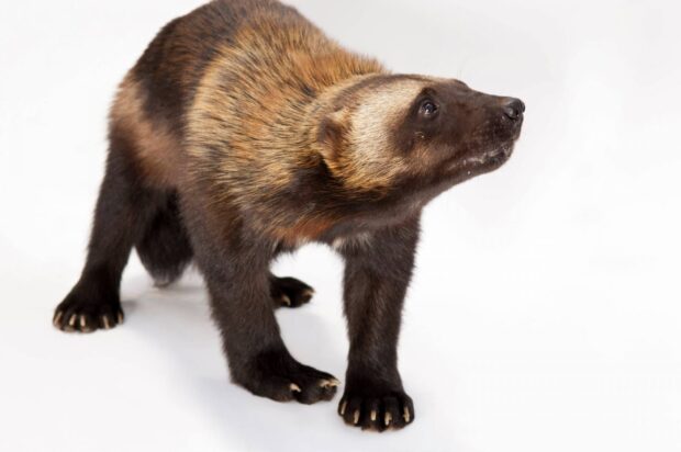 A wolverine animal is standing on a white background looking ahead, HD Desktop Wallpaper