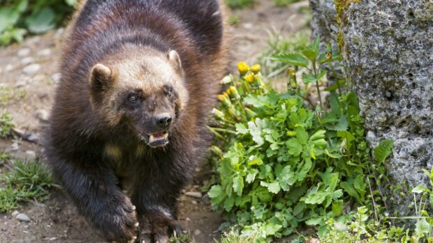 A wolverine animal in its natural habitat near green plants and rocks, 4K Desktop Wallpaper