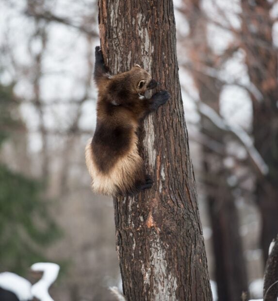 A wolverine animal climbs up a tree trunk in a snowy forest environment, HD Mobile Wallpaper