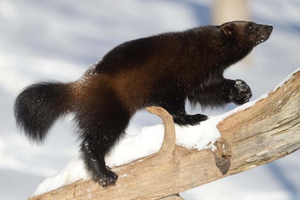 A wolverine is climbing on a snow covered log in a winter forest, HD Desktop Wallpaper