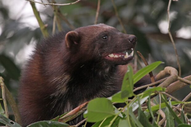 A wolverine is peeking through green leaves showing sharp teeth in the wild, HD Desktop Wallpaper
