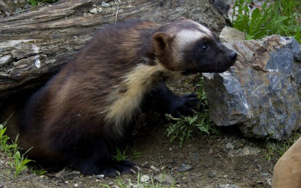 A wolverine animal is seen near rocks and logs in the wild, HD Desktop Wallpaper