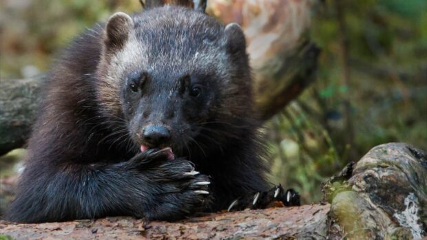 A wolverine is lying on a log in the forest while licking its paw in this natural scene, HD Desktop Wallpaper