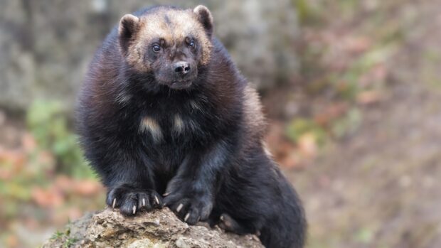 A wolverine with dark fur is resting on a rock in a natural environment, 4K Desktop Wallpaper