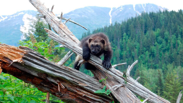 A wolverine animal resting on a fallen dead tree with mountain and forest in the background, HD Desktop Wallpaper