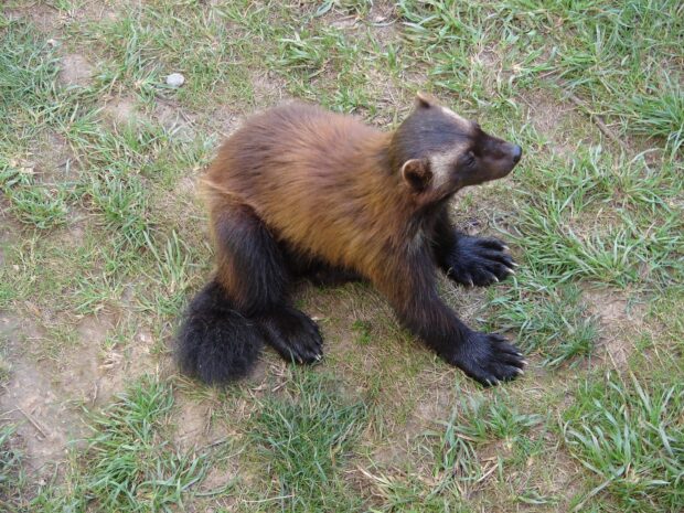 A wolverine animal resting on the grass with brown and black fur, HD Desktop Wallpaper