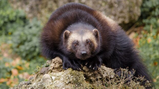 A wolverine is resting on rocky ground surrounded by vegetation in this natural setting, HD Desktop Wallpaper