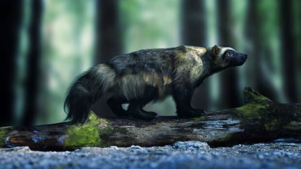 A wolverine animal is standing on a moss covered log in the forest, HD Desktop Wallpaper