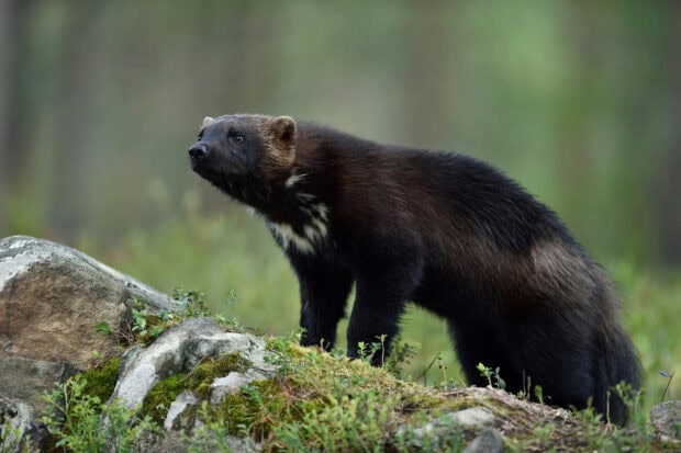 A wolverine is standing alert on mossy rocks in a forest environment, HD Desktop Wallpaper