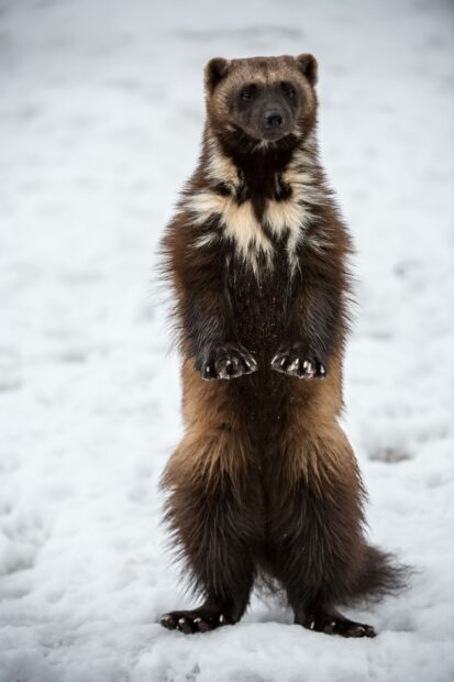 A wolverine standing upright on a snowy ground in a natural setting, HD Phone Wallpaper