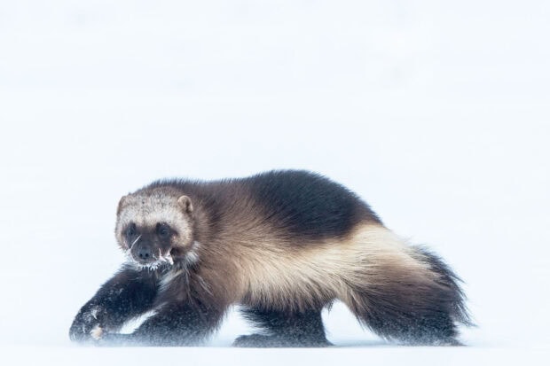 A wolverine walks through the snow with a focused expression, HD Desktop Wallpaper