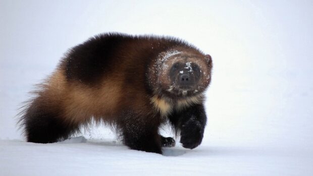 A wolverine animal walking through snow with a dusting of snow on its face, HD Desktop Wallpaper