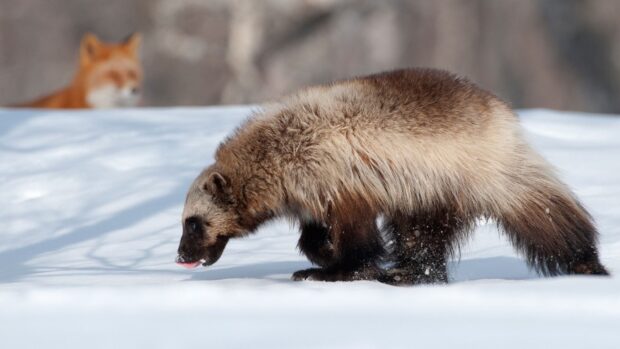 A wolverine animal walking on snow with a blurred fox in the background, HD Desktop Wallpaper