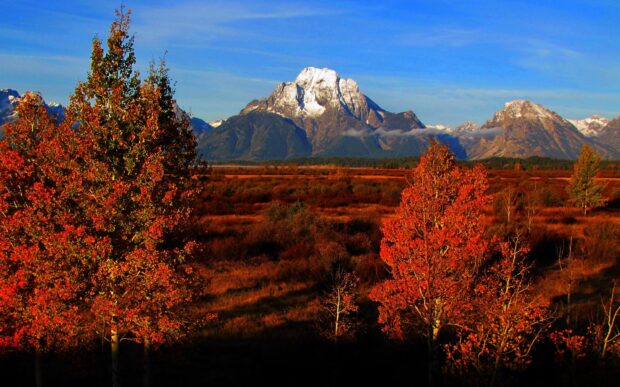 Autumn trees with vibrant colors in Wyoming mountains landscape