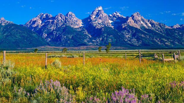 A vibrant field of wildflowers with the Wyoming mountain range in the background