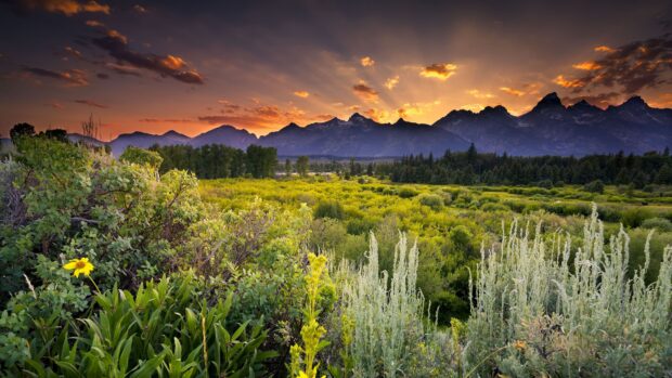 Lush greenery and wildflowers in Wyoming landscape at sunset with mountain silhouettes