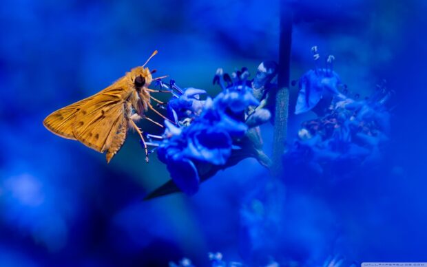 A yellow moth is resting delicately on bright blue flowers in a close up shot, 2K Desktop Wallpaper