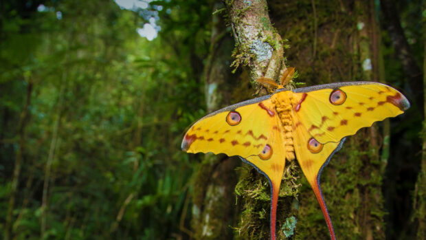 A bright yellow moth with eye spots is resting on a moss covered tree in the forest, HD Desktop Wallpaper