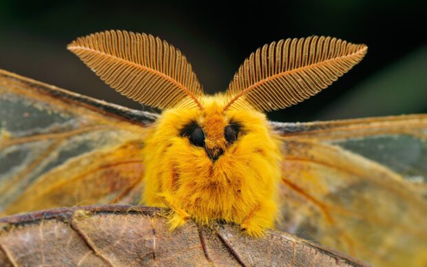 A close up of a yellow moth showing its detailed feather antennae and textured wings, HD Desktop Wallpaper