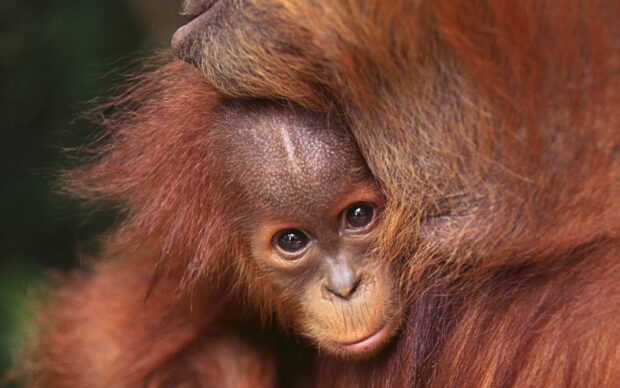 A baby orangutan is resting peacefully while being embraced by an adult in the forest, 2K Desktop Wallpaper
