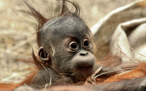 A young orangutan shows curious eyes resting peacefully in its natural habitat, 2K Desktop Wallpaper