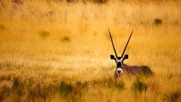 Antelope standing in tall golden grass in the wild natural environment