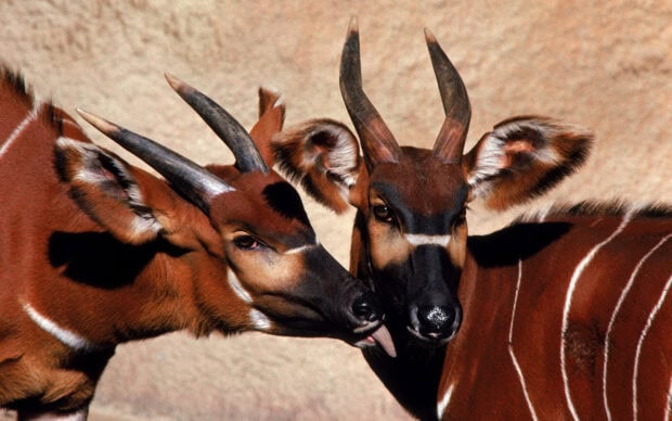 Two antelope animals with distinct horns facing each other in a close interaction