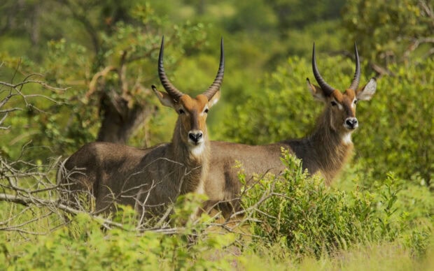 Two antelope standing in green natural habitat with dense foliage surrounding them