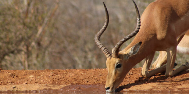 A wild antelope drinking water from a natural pond in the forest
