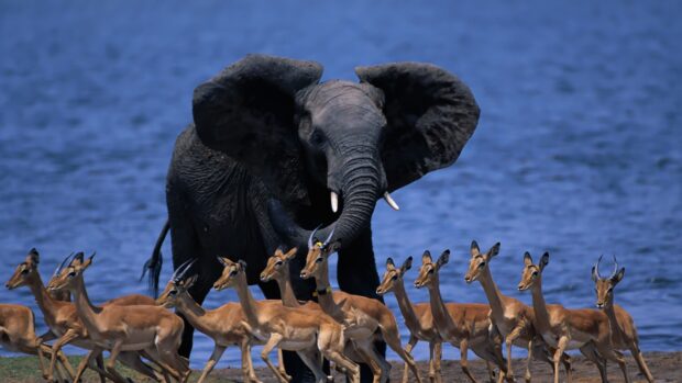A herd of antelope walking near an elephant by the water in a natural habitat