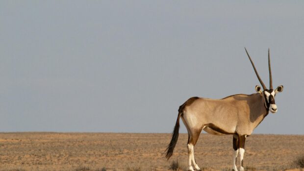 A single antelope standing on a dry plain under a clear sky in the desert