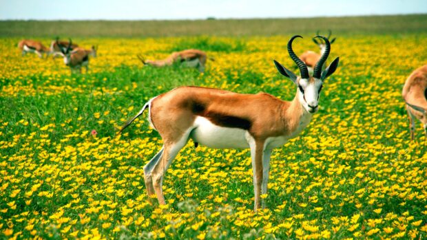 Antelope standing in a field of yellow flowers in natural grassland environment