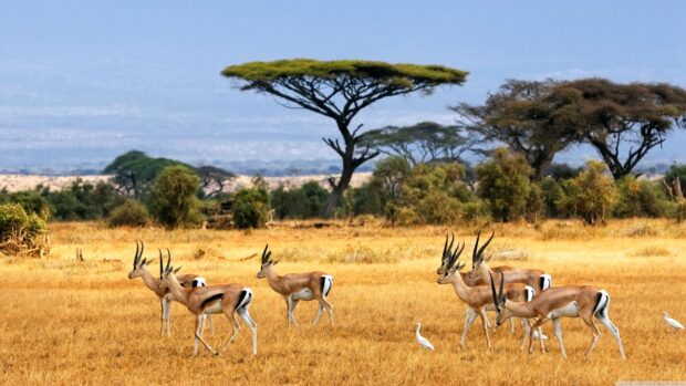 A group of antelope standing in a golden savannah with acacia trees in the background