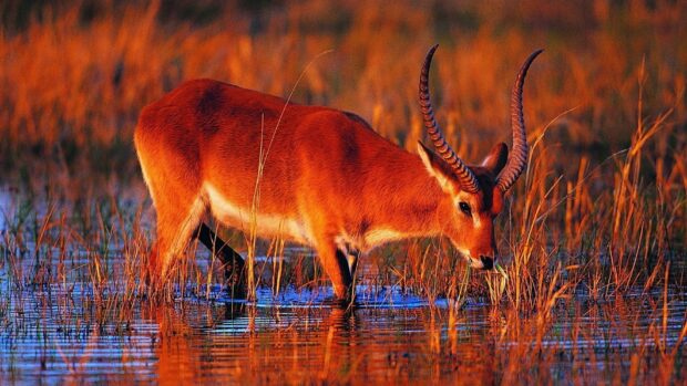 A wild antelope standing in shallow water surrounded by grass during sunset