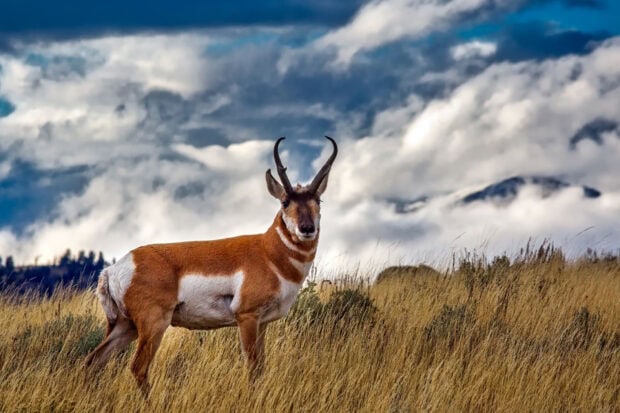 A wild antelope standing in tall grass with a cloudy sky in the background