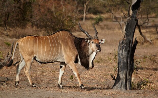 Male antelope walking near a burnt tree in a dry savannah landscape