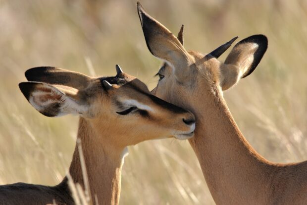 Two antelope gently nuzzling each other in the wild grassland