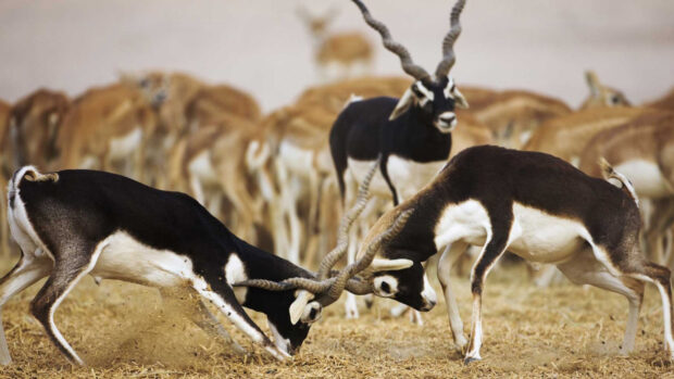 Two antelope locking horns during a fight in a natural dry grassland environment