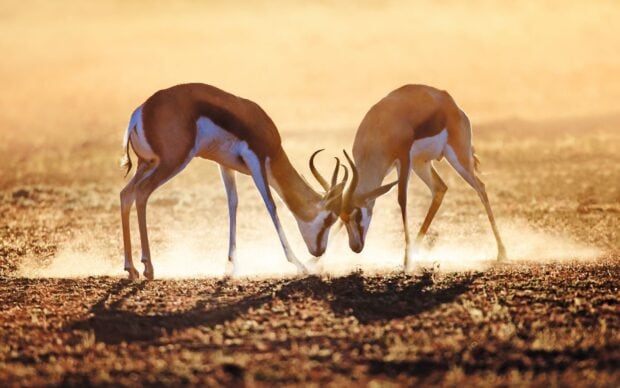 Two antelope locking horns in a dusty field during sunset light