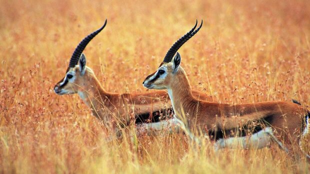 Two antelope standing in tall dry grass in the wild