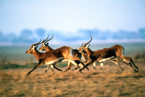 A herd of antelope running swiftly across a grassy plain