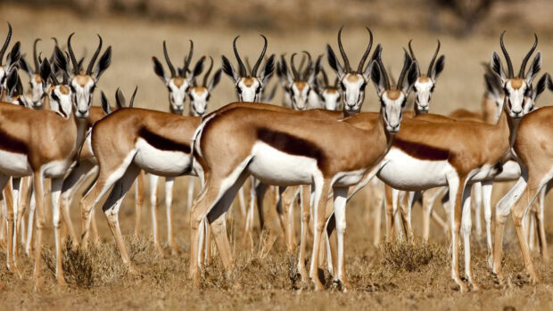 A herd of antelope standing in dry grassland with natural landscape in the background