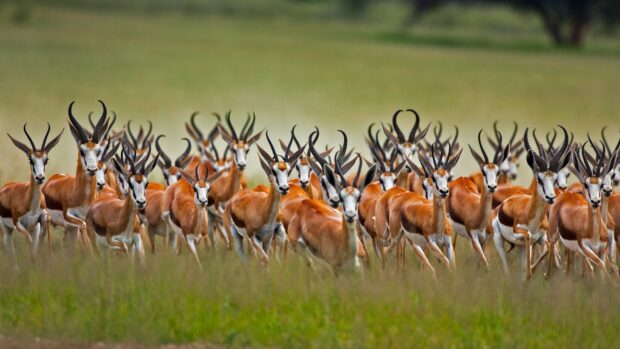 A herd of antelope standing together in a grassy field with clear details