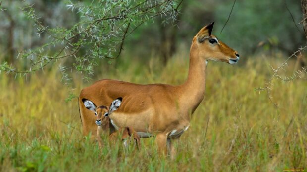 A mother antelope standing in tall grass with her baby nearby in natural habitat